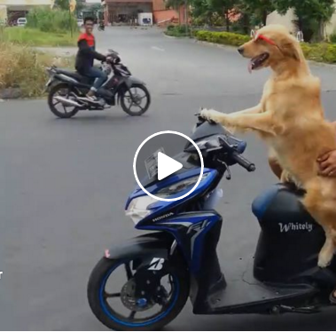 Aneh Tapi Nyata Anjing Ini Bisa Mengendarai Motor Matic