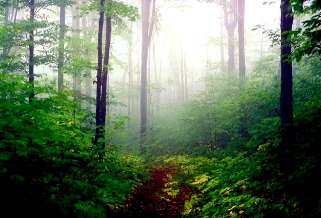 Amazon Rainforest Plants And Trees Wallpapers Gallery