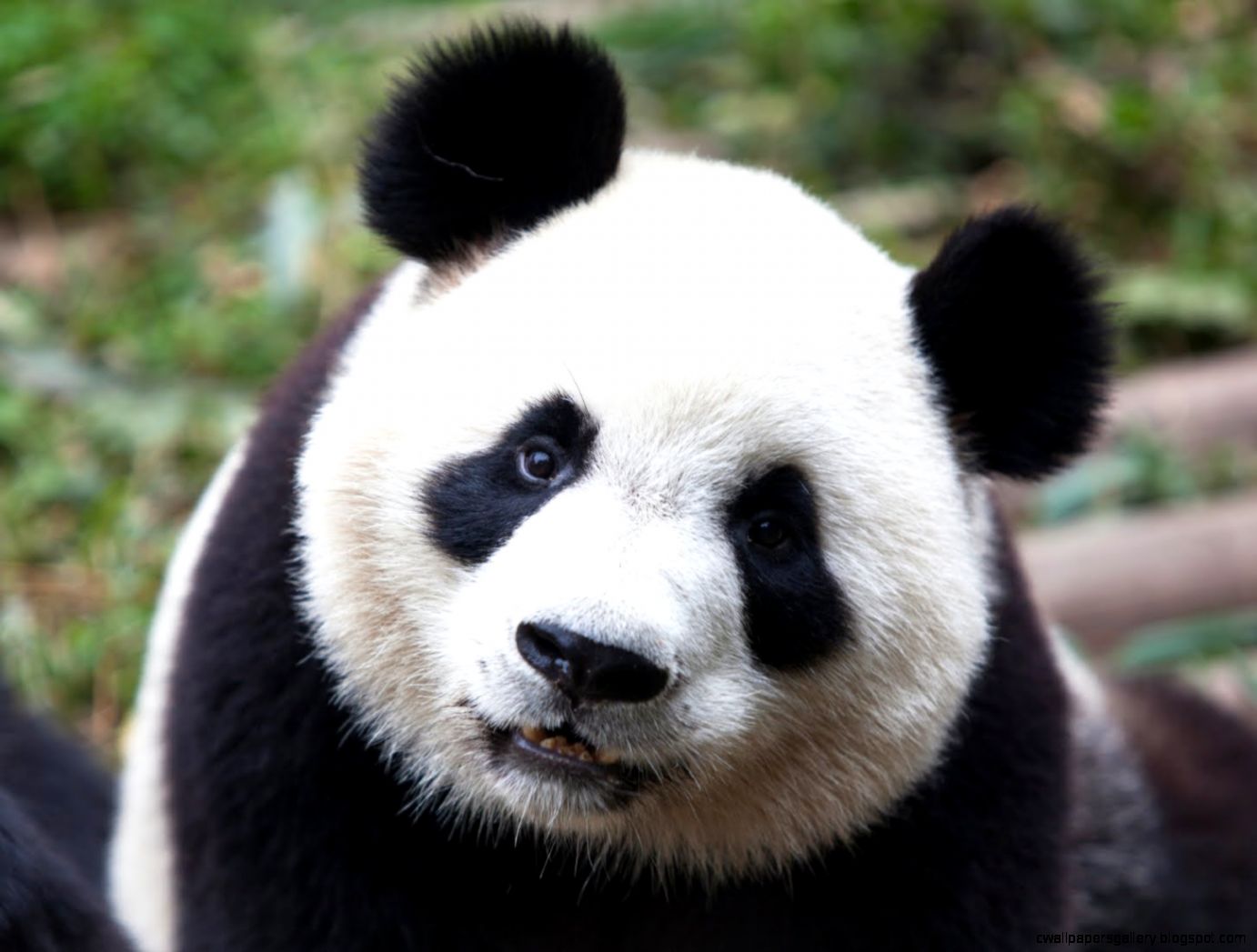 Black And White Panda Pictures