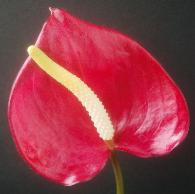 Plants Are The Strangest People Anthuriums 0000 0500