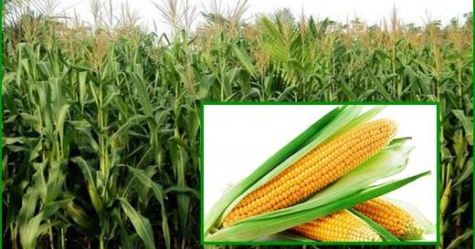 Nama Ilmiah Jagung - GTK Guru