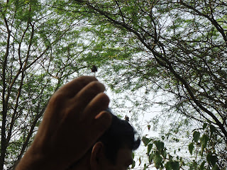 Photo of A walk in the forest- Sanjay Van 3/7 by Nancy Agarwal