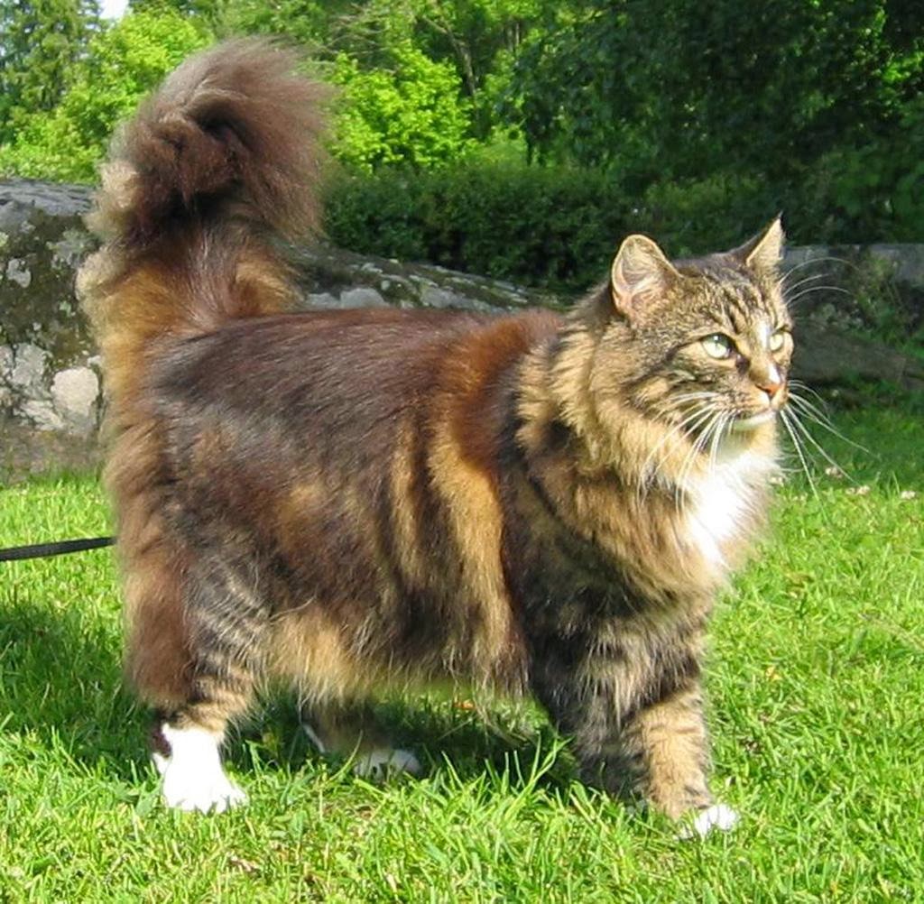 Norwegian Forest Cat Pets