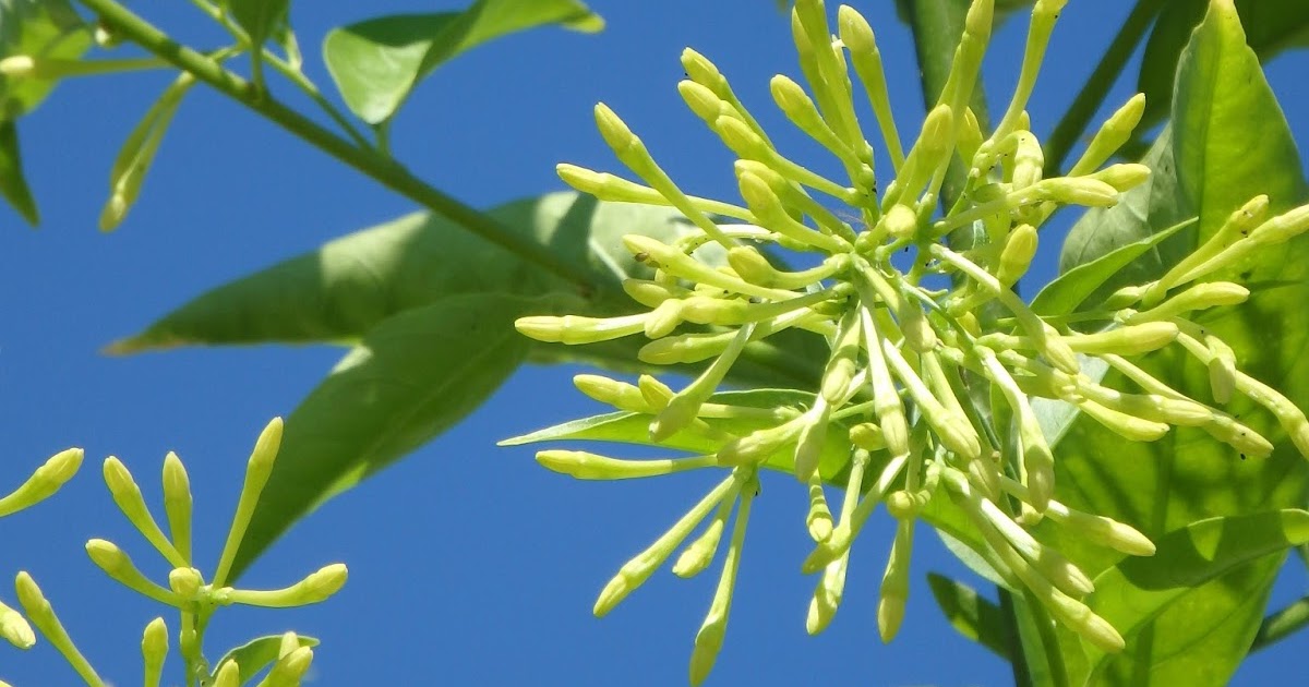 unjardinsostenible.com: Cestrum nocturnum (Galán de noche, Dama de