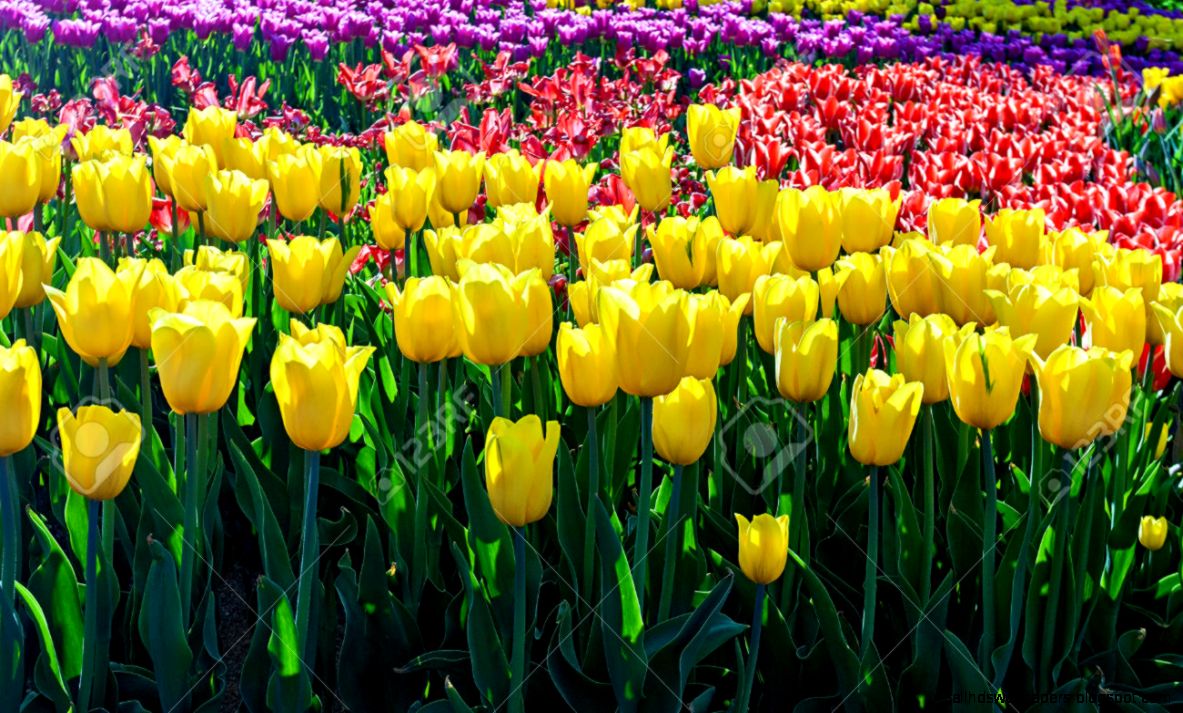 Tulips Pretty Nature Background Stock Photo Picture And Royalty