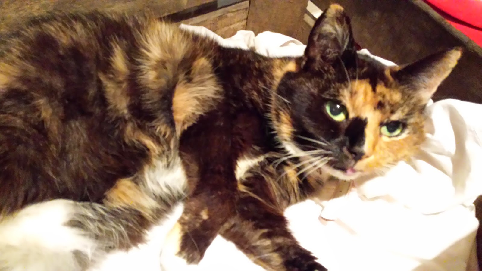 The Algernon Trust Rescue & Rehoming Sanctuary: Cats ...