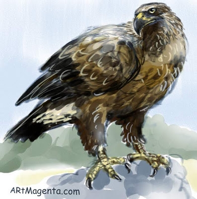 Golden Eagle  sketch painting. Bird art drawing by illustrator Artmagenta