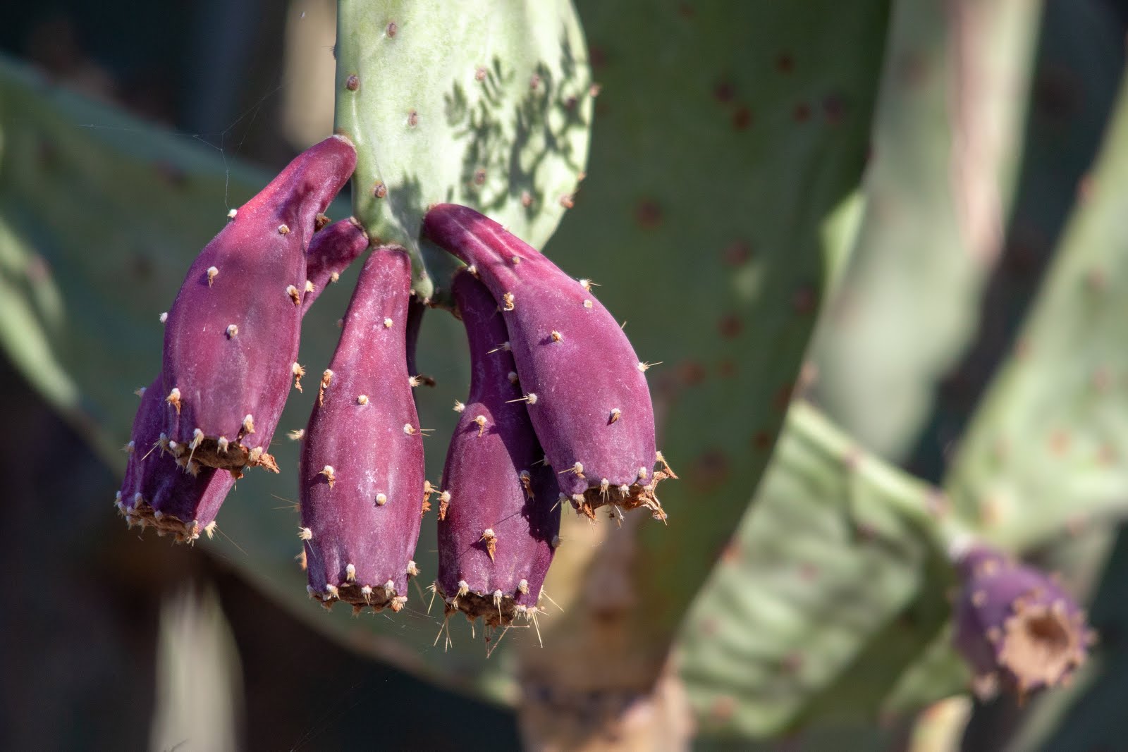 Walking Arizona Prickly Pear Fruit