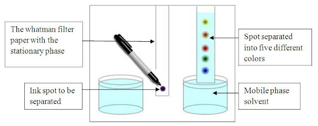 Paper Chromatography Separation Mechanisms