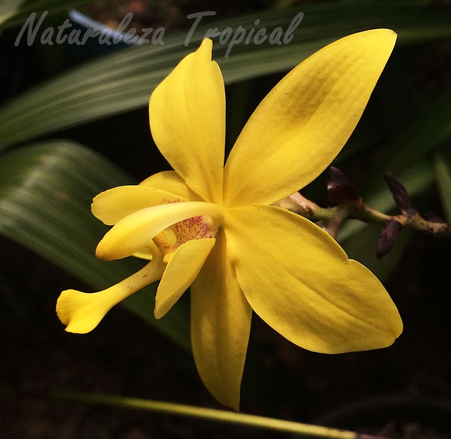 Flor característica de la orquídea terrestre Spathoglottis kimballiana