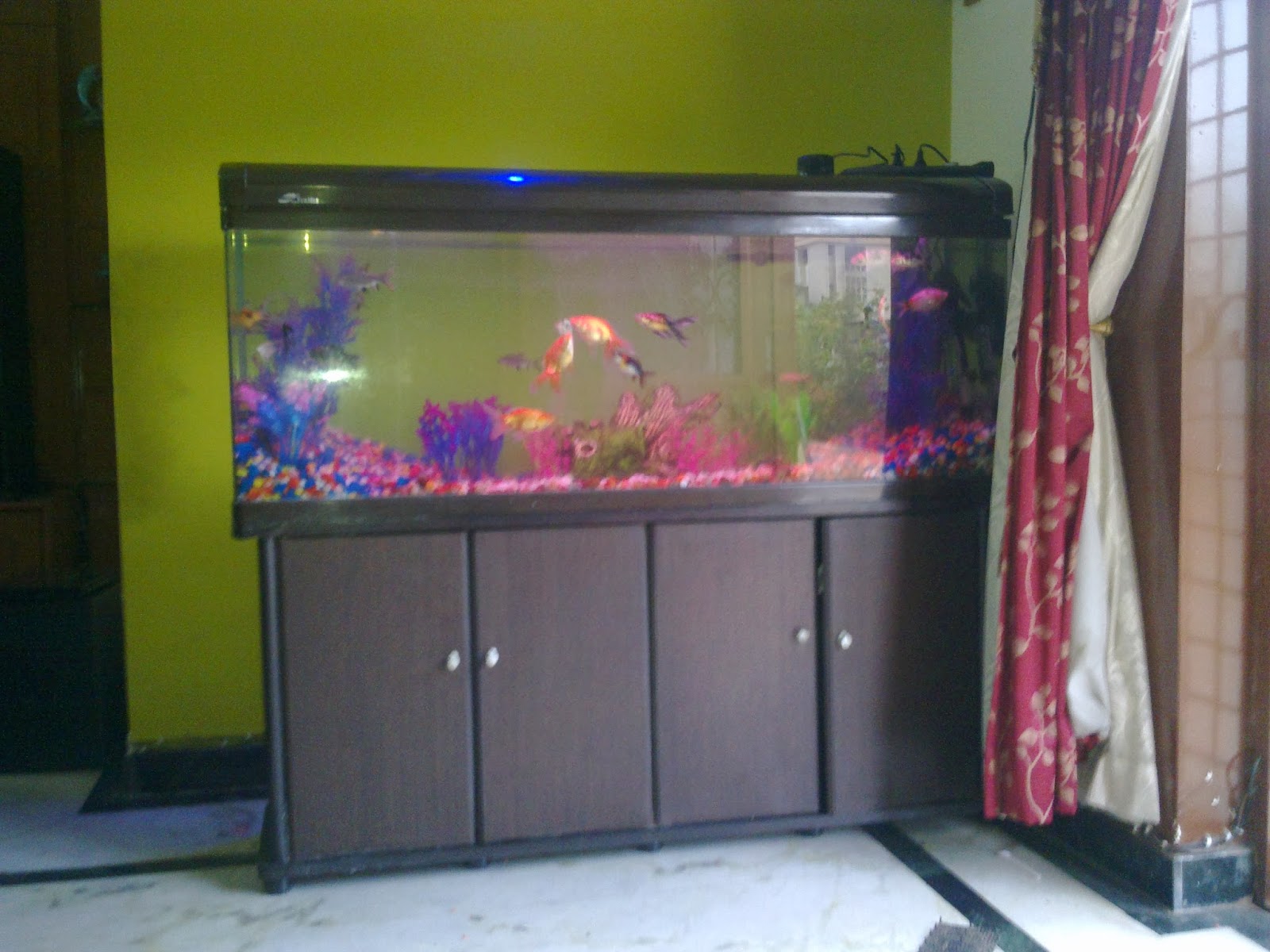Aquarium Shop in Hyderabad 2013
