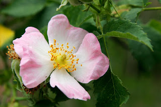 Wild Rose Flower