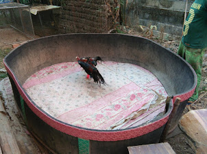 "COCK FIGHTING TRAINING RING" in Vang Vieng.