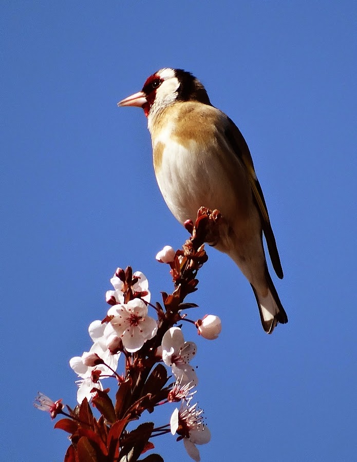 Carduelis carduelis