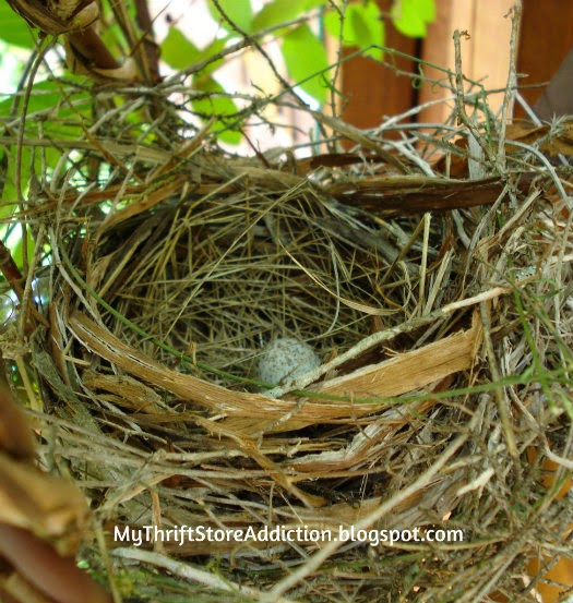 Bird's nest 