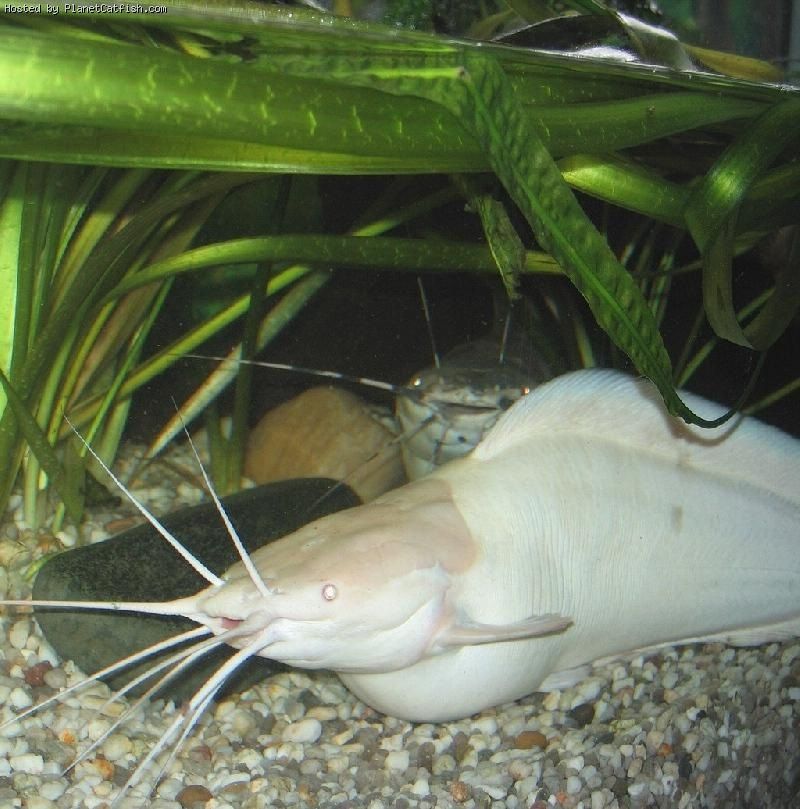 16+ Arti Mimpi Ikan Lele Putih