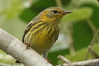 Cape May Warbler