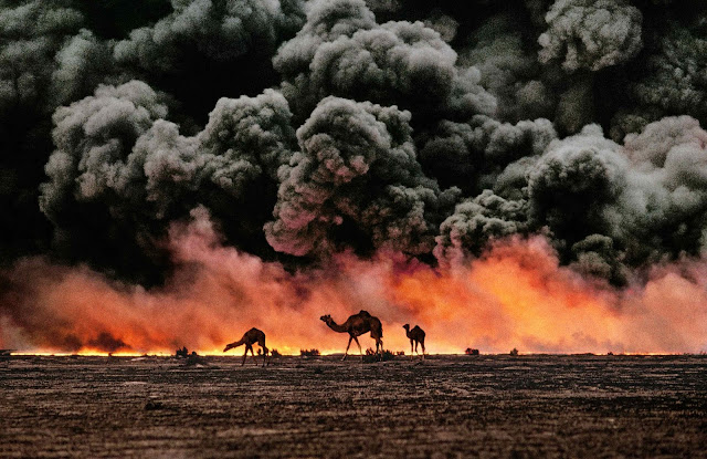 Camels against the blackened sky of Gulf War oil fires in Kuwait.