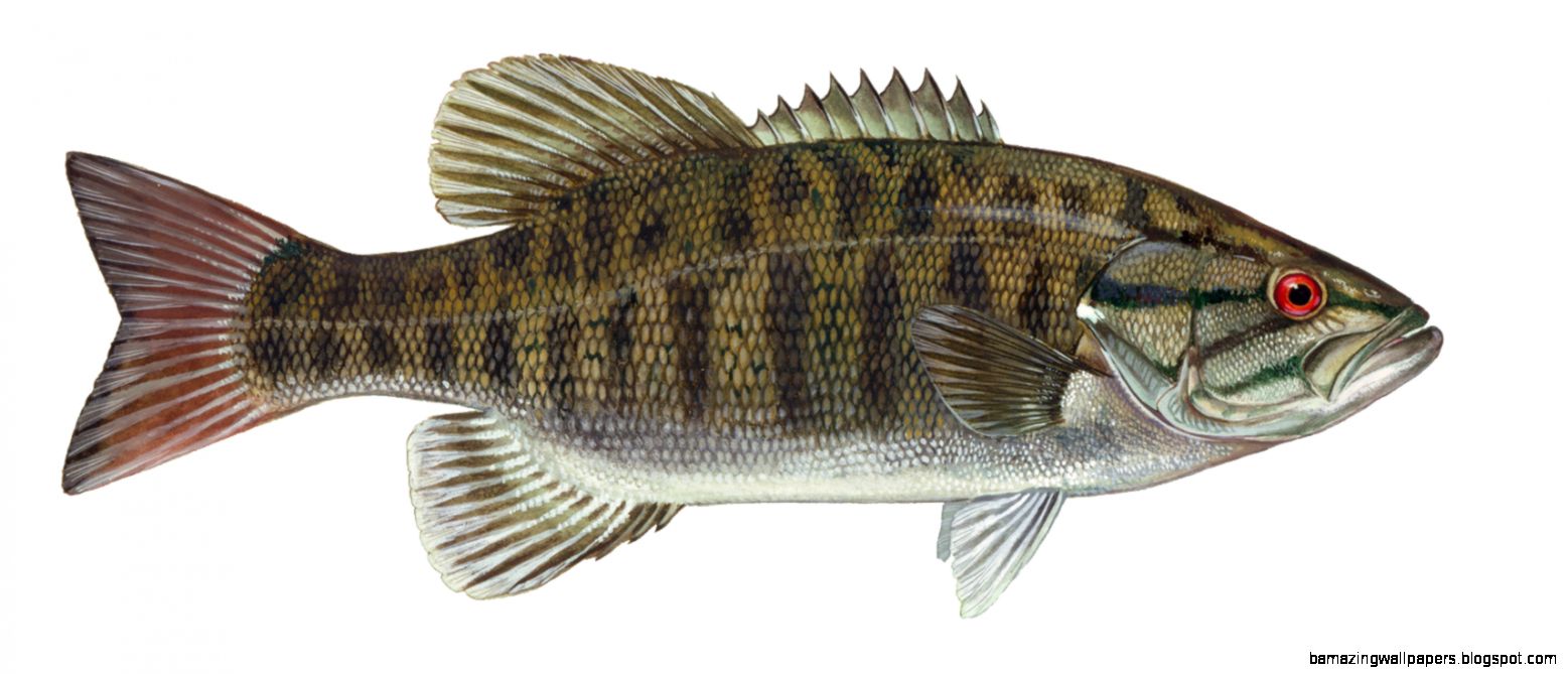 Smallmouth Bass Drawing | Amazing Wallpapers
