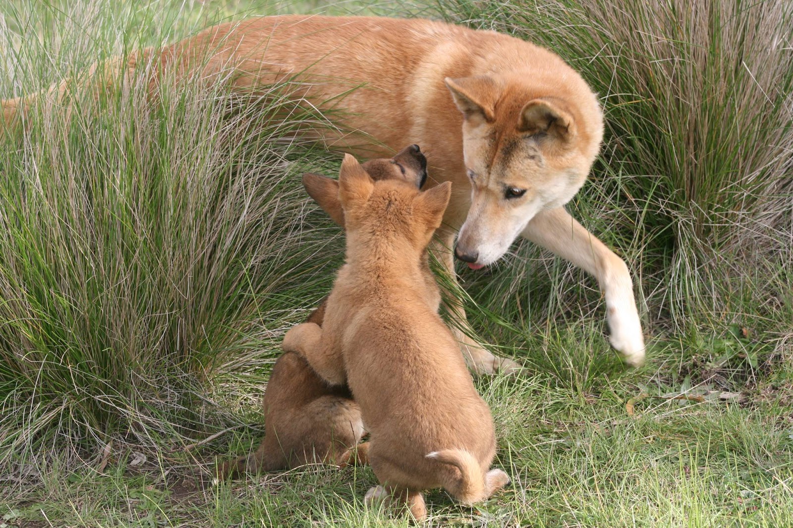 Dingo Sanctuary Open Days - July & August | Australian Dog Lover