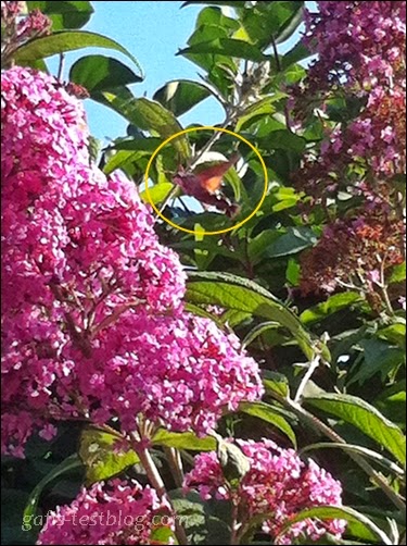 Schmetterlingsbaum mit Taubenschwänzchen