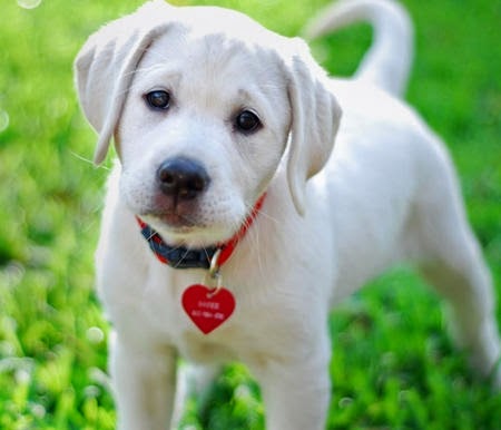 5 Interesting Facts about Labrador Retriever
