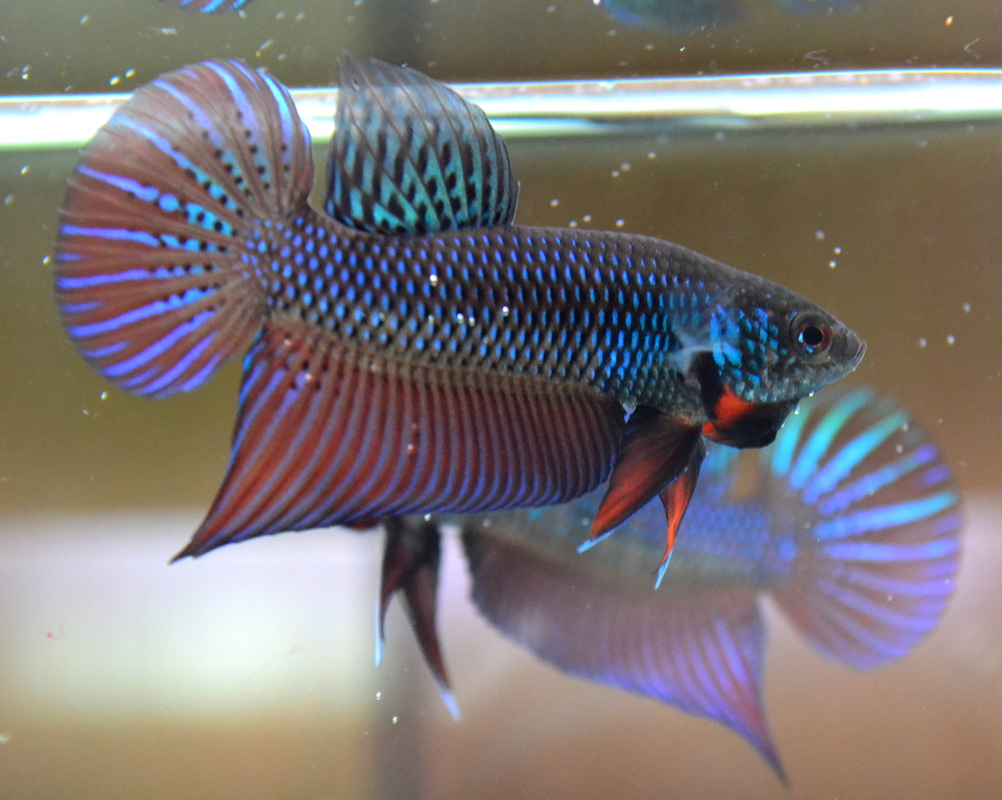 25 Harga Ikan Cupang Pics Sofpaper