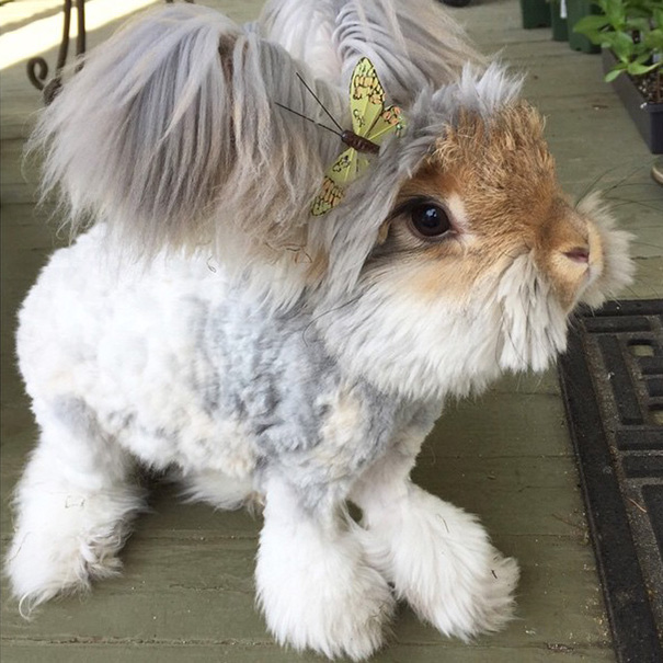 Adorable Pictures Of Wally, The Bunny With The Largest And Cutest Ears We've Ever Seen Adorable Pictures Of Wally, The Bunny With The Largest And Cutest Ears We've Ever Seen