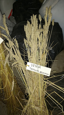 vehnän korsia