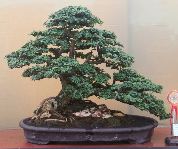 Bonsai Progression CARA MENANAM SERUT