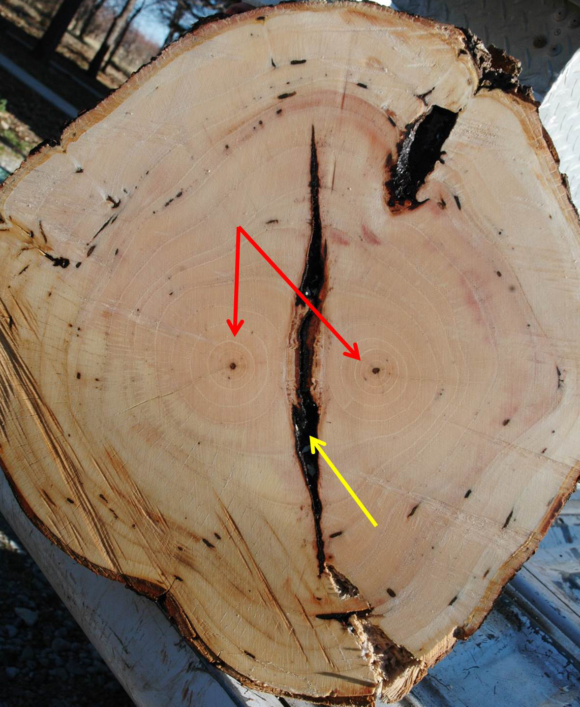 Northern Pecans Wood growth in a forked pecan tree