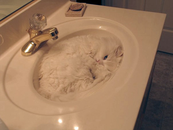 evidence that cats are liquids