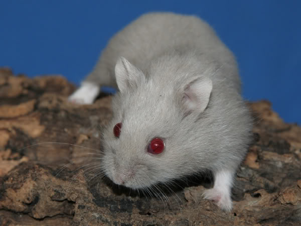 Red hamster Red hamster