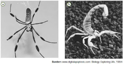 Klasifikasi Filum Arthropoda  Contoh  serta Ciri Ciri Hewan  