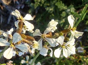 Rúcula (Eruca vesicaria) flor silvestre blanca