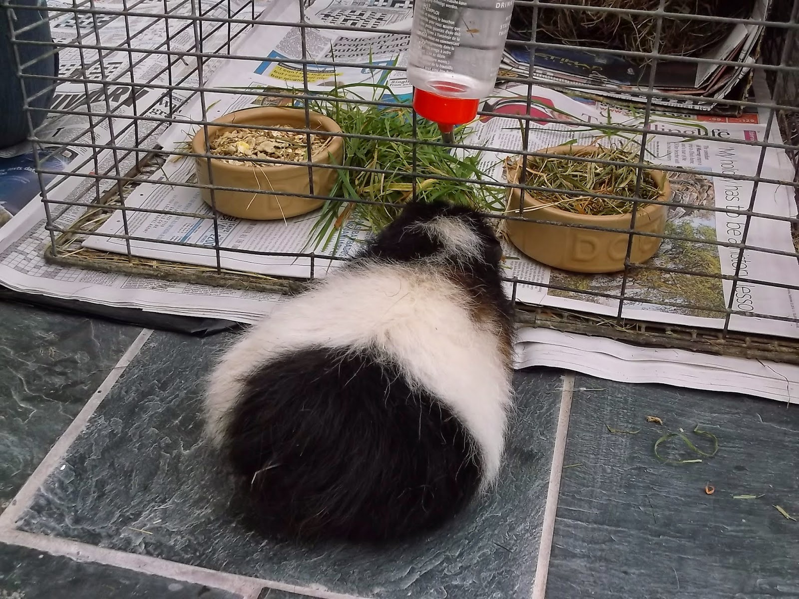 Undercover Guinea Pigs: Calendar 2014 Undercover Guinea Pigs: Calendar 2014