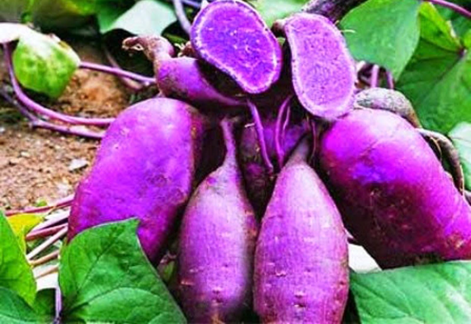 Малина ремонтантная heritage (херитейдж). Малина ремонтантная heritage (херитейдж). Самый дешевый сорт. Малина абрикосовая ремонтантная. Клубника сорт кэбот.