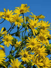 Cup plant Silphium perfoliatum by garden muses-not another Toronto gardening blog