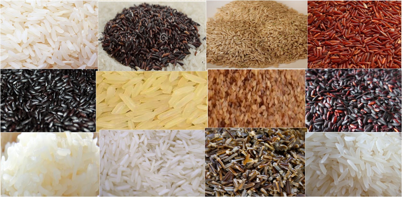 Different Types of Rice