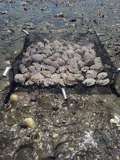 Mass Oyster Recycled Shell for Oyster Restoration