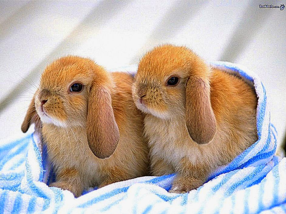 Cute Baby Rabbit Pictures