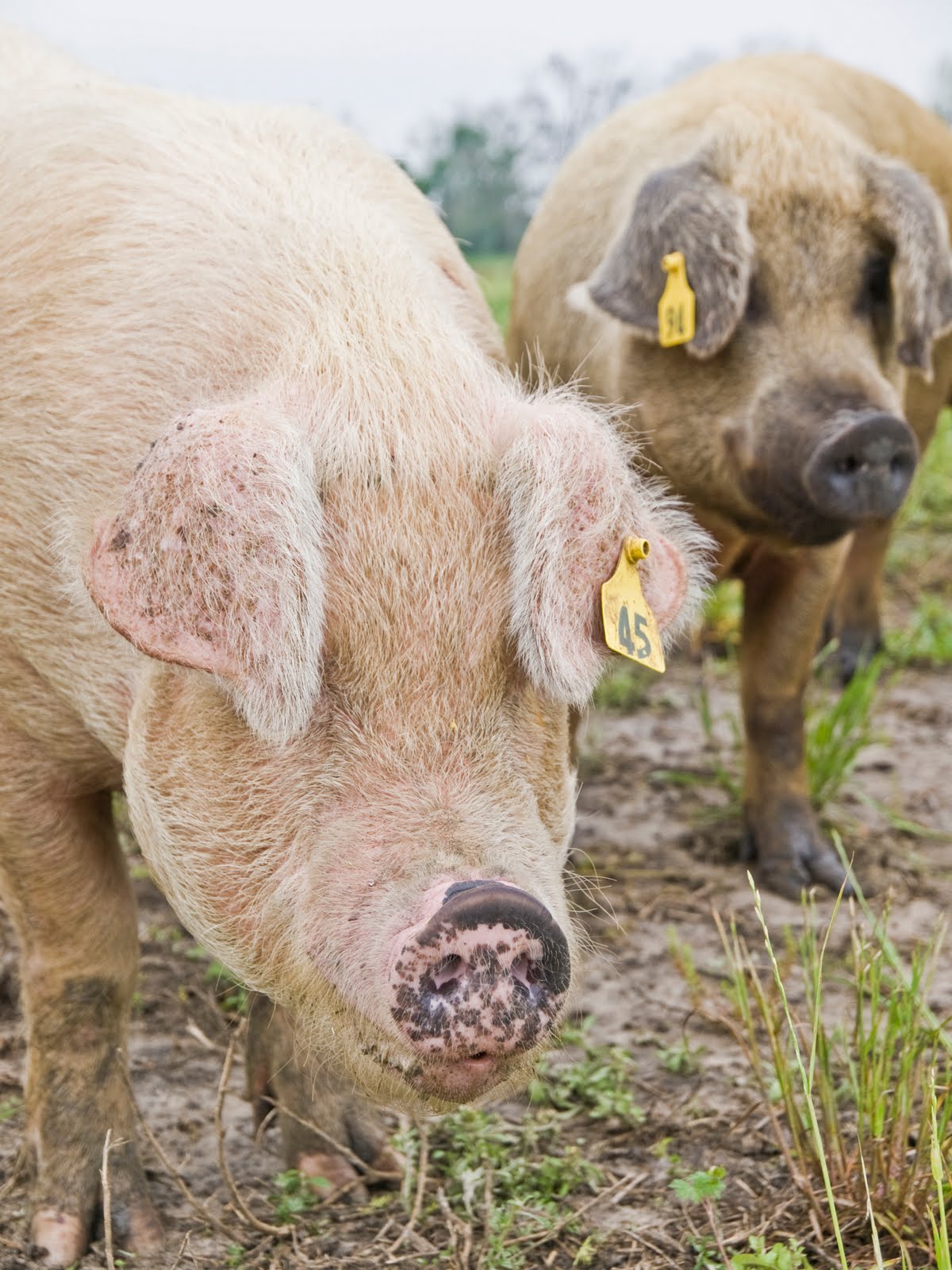 Table 58 South Farm Tour