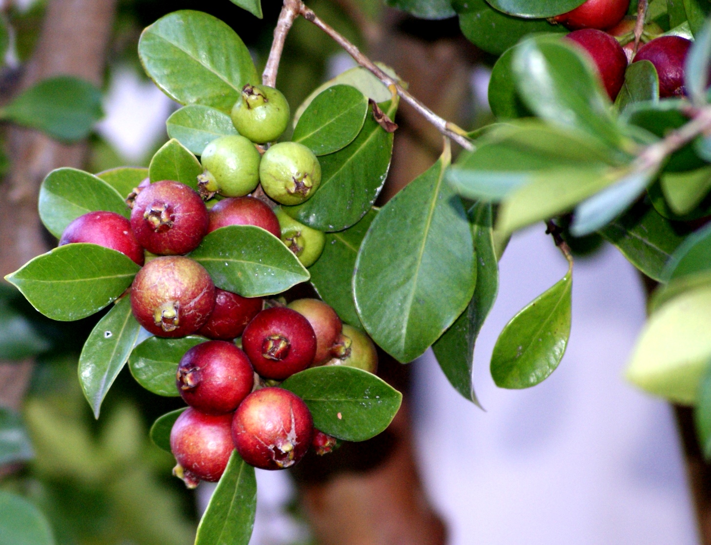 A photo, A thought............ Plant Abundant strawberry guava.........