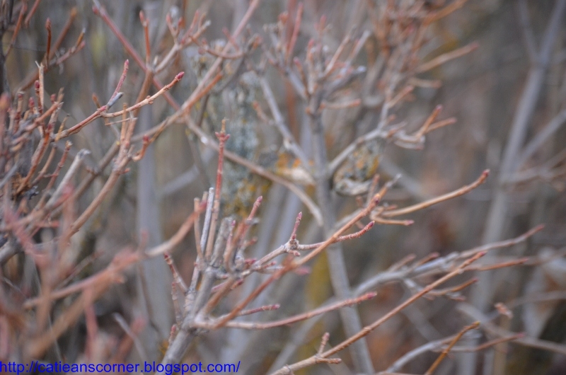 Catiean & Co. ACUPUNCTURE GONE WRONG..... AND SATURDAY MUSINGS