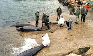 En Australia logran rescatar cinco orcas varadas