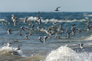 Image of a flock of birds