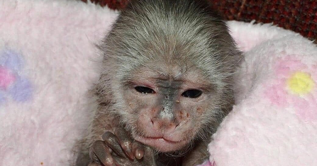 AVAILABLE NOW, NO WAITING !! BABY MARMOSET BABY CAPUCHIN