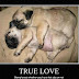 DOG & CAT :- True Love 