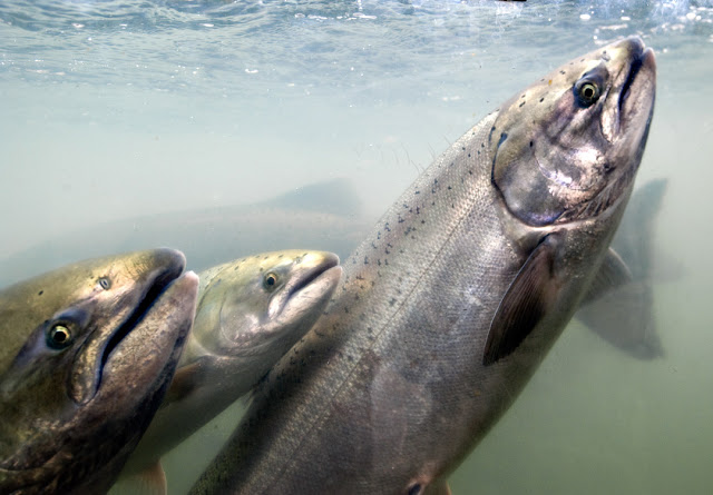 Robin Loznak Photography Salmon Migration