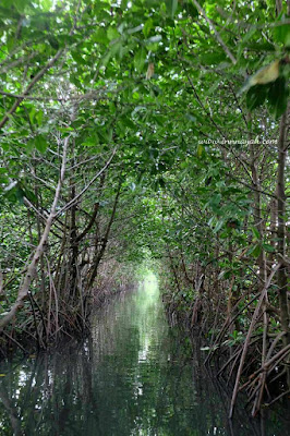 Pekalongan mangrove park, taman mangrove pekalongan, konservasi mangrove pekalongan, ekowisata pekalongan, traveling pekalongan